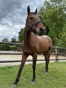 Pur-sang irlandais hongre 