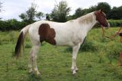 Puledra Paint Horse In vendita 2020 Tobiano