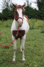 Puledra Paint Horse In vendita 2020 Tobiano