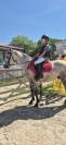 CONNEMARA HONGRE 4 ANS