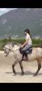 CONNEMARA HONGRE 4 ANS