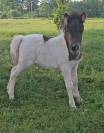 Pouliche Shetland 2026