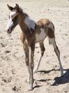Poulain Paint Horse grullo overo pp