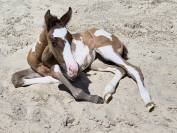 Poulain Paint Horse grullo overo pp