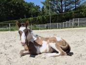 Poulain Paint Horse grullo overo pp