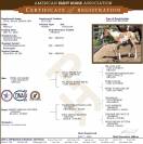 Poulain Paint Horse grullo overo pp