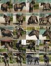 Poulain Paint Horse grullo overo pp