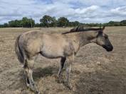 Pouliche QH grullo pp