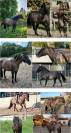 Pouliche QH grullo pp