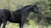 Magnifique poulain pur sang arabe noir 