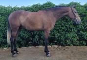 Caballo joven. Muy noble.