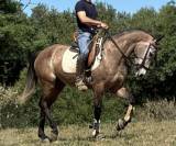 Caballo joven. Muy noble.