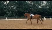 Cheval &agrave; valoriser 