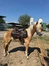 HAFLINGER FEMMINA 3 ANNI - NITRITO DEL BALDO