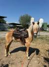 HAFLINGER FEMMINA 3 ANNI - NITRITO DEL BALDO
