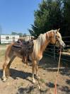 HAFLINGER FEMMINA 3 ANNI - NITRITO DEL BALDO