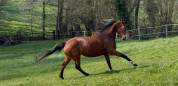 Jument SFO pour Pouliniere 8 PTS Pace
