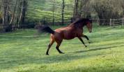 Jument SFO pour Pouliniere 8 PTS Pace