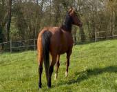 Jument SFO pour Pouliniere 8 PTS Pace