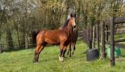 Jument SFO pour Pouliniere 8 PTS Pace