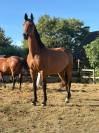 Embryon Pegase Lign&eacute;e Qerly Chin 5*
