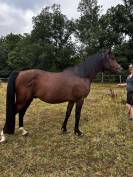 Nadir des Galiniers Cheval Pure Sang Arabe 3 ans