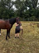 Nadir des Galiniers Cheval Pure Sang Arabe 3 ans