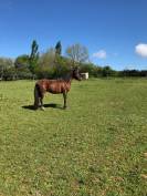 Nadir des Galiniers Cheval Pure Sang Arabe 3 ans