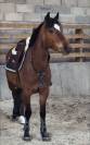 Ponette &agrave; vendre de 4 ans 