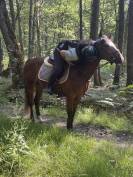 Ponette &agrave; vendre de 4 ans 