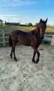 Magnifique poulain frison 1 ans