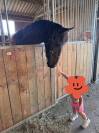 Magnifique poulain frison 1 ans