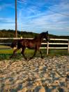 Magnifique poulain frison 1 ans