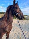 Magnifique poulain frison 1 ans