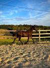 Magnifique poulain frison 1 ans