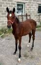 Poulain sport 