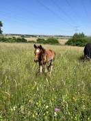 Poulain sport 