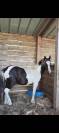 Poney pottok