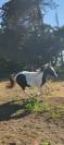 Poney pottok