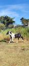 Poney pottok