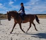Cheval pour Balade et loisirs 