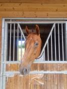 Cheval pour Balade et loisirs 