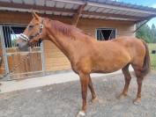 Cheval pour Balade et loisirs 