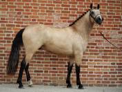 Poney 6 ans PFS