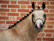 Poney 6 ans PFS