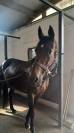 Jument trotteuse de 16 ans 
