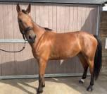 Jument SF de 4 ans &ndash; Cicave du Talus GFE &times; Kashmir