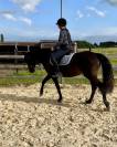 Jument espagnole 5 ans 