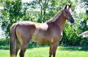 Poulain SF 2026