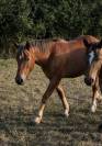 Pouliche demi  trait 